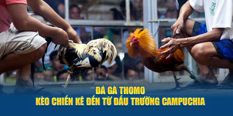 Sảnh đá gà Thomo đến từ Campuchia