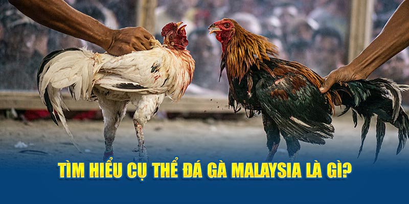 Khám phá bộ môn đá gà Malaysia tại N666